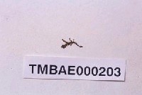 藏品(鳳尾苔屬)的圖片